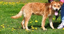 NUGET, Hund, Mischlingshund in Slowakische Republik - Bild 9