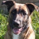 KIRA, Hund, Malinois-Mix in Spanien - Bild 3