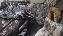 CIERZO, Hund, Galgo Español in Spanien - Bild 12