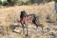 CIERZO, Hund, Galgo Español in Spanien - Bild 13