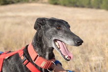 CIERZO, Hund, Galgo Español in Spanien - Bild 15