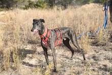 CIERZO, Hund, Galgo Español in Spanien - Bild 17