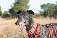 CIERZO, Hund, Galgo Español in Spanien - Bild 19
