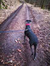 CIERZO, Hund, Galgo Español in Spanien - Bild 2