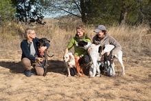 CIERZO, Hund, Galgo Español in Spanien - Bild 21
