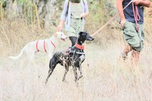 CIERZO, Hund, Galgo Español in Spanien - Bild 28