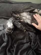 CIERZO, Hund, Galgo Español in Spanien - Bild 3