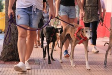 CIERZO, Hund, Galgo Español in Spanien - Bild 33