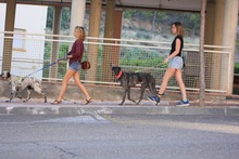 CIERZO, Hund, Galgo Español in Spanien - Bild 34