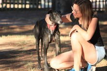 CIERZO, Hund, Galgo Español in Spanien - Bild 35