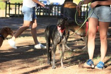 CIERZO, Hund, Galgo Español in Spanien - Bild 36