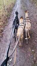 CIERZO, Hund, Galgo Español in Spanien - Bild 4