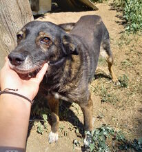 FETITA, Hund, Mischlingshund in Rumänien - Bild 4