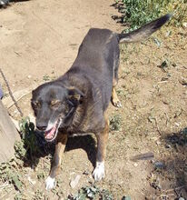 FETITA, Hund, Mischlingshund in Rumänien - Bild 5