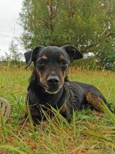 CURRITO, Hund, Dackel-Mix in Sassenberg - Bild 2