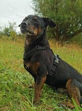 CURRITO, Hund, Dackel-Mix in Sassenberg - Bild 4