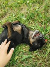 CURRITO, Hund, Dackel-Mix in Sassenberg - Bild 5
