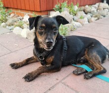 CURRITO, Hund, Dackel-Mix in Sassenberg - Bild 7
