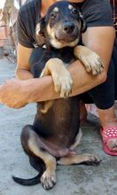 TYSON, Hund, Mischlingshund in Rumänien - Bild 10