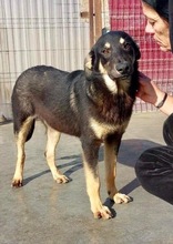 TYSON, Hund, Mischlingshund in Rumänien - Bild 12