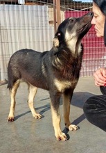 TYSON, Hund, Mischlingshund in Rumänien - Bild 13