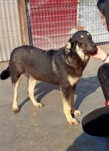 TYSON, Hund, Mischlingshund in Rumänien - Bild 14