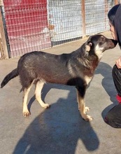 TYSON, Hund, Mischlingshund in Rumänien - Bild 15