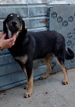 TYSON, Hund, Mischlingshund in Rumänien - Bild 16