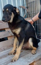 TYSON, Hund, Mischlingshund in Rumänien - Bild 17