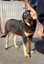 TYSON, Hund, Mischlingshund in Rumänien - Bild 18