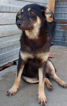 TYSON, Hund, Mischlingshund in Rumänien - Bild 19