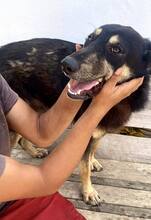 TYSON, Hund, Mischlingshund in Rumänien - Bild 2