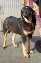 TYSON, Hund, Mischlingshund in Rumänien - Bild 20