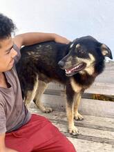 TYSON, Hund, Mischlingshund in Rumänien - Bild 4