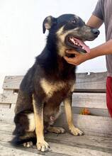 TYSON, Hund, Mischlingshund in Rumänien - Bild 6
