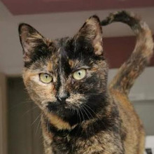 OLIVE, Katze, Hauskatze in Bulgarien - Bild 1