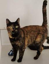 OLIVE, Katze, Hauskatze in Bulgarien - Bild 3