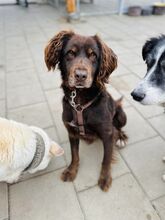 SORBET, Hund, Mischlingshund in Slowakische Republik - Bild 1