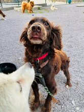 SORBET, Hund, Mischlingshund in Slowakische Republik - Bild 12