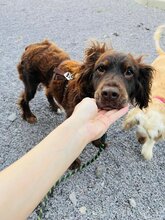 SORBET, Hund, Mischlingshund in Slowakische Republik - Bild 13