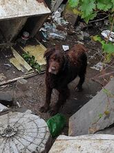 SORBET, Hund, Mischlingshund in Slowakische Republik - Bild 16