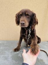 SORBET, Hund, Mischlingshund in Slowakische Republik - Bild 2