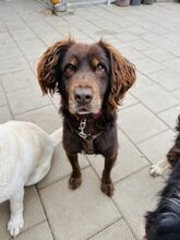 SORBET, Hund, Mischlingshund in Slowakische Republik - Bild 20