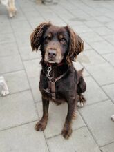 SORBET, Hund, Mischlingshund in Slowakische Republik - Bild 21