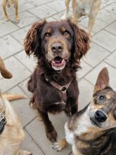 SORBET, Hund, Mischlingshund in Slowakische Republik - Bild 24