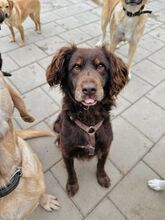 SORBET, Hund, Mischlingshund in Slowakische Republik - Bild 26