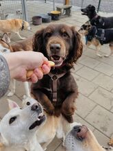 SORBET, Hund, Mischlingshund in Slowakische Republik - Bild 30