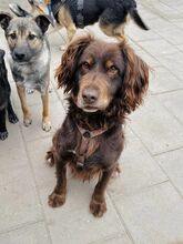 SORBET, Hund, Mischlingshund in Slowakische Republik - Bild 34