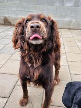 SORBET, Hund, Mischlingshund in Slowakische Republik - Bild 37