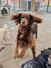 SORBET, Hund, Mischlingshund in Slowakische Republik - Bild 39